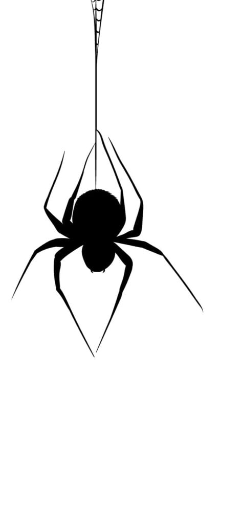29. Elegant spider wallpaper | SaturdayGift