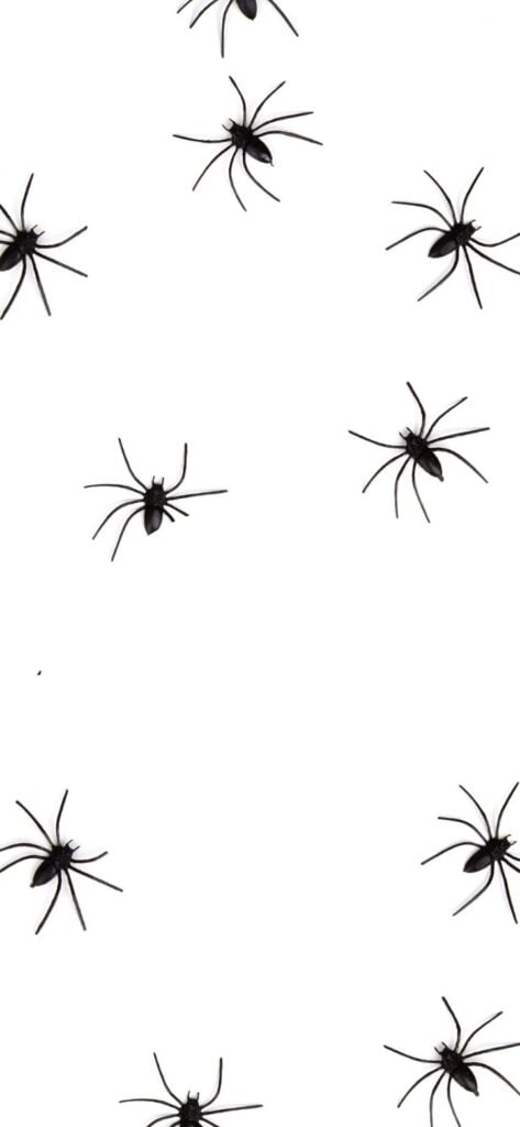 31. Spiders On White Background | SaturdayGift