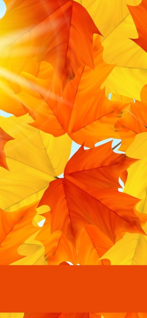 37. Gorgeous Autumn Leaves | SaturdayGift