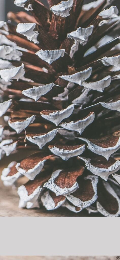 Phone background: Pine Cone Winter Wallpaper