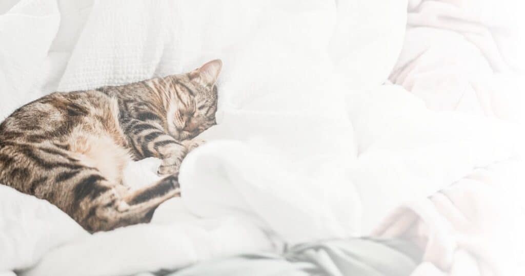 Cat sleeping on a bed